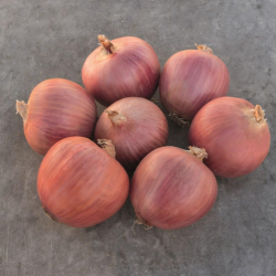 Cebula Blush f1  Precision  250 000 nasion st